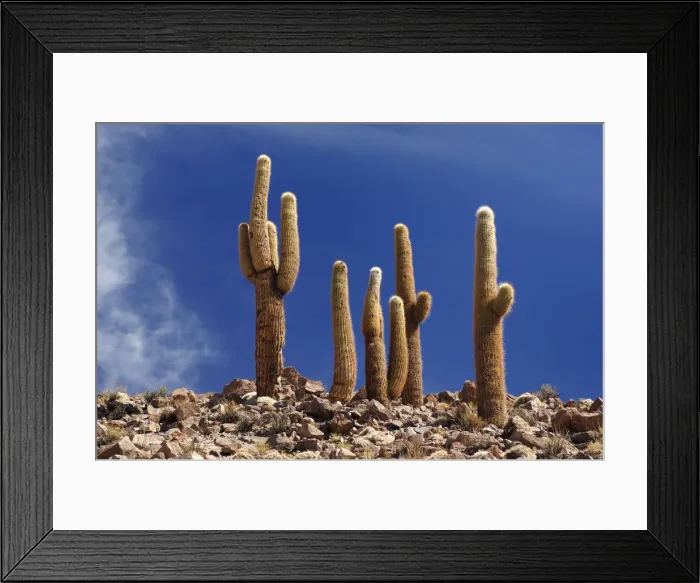 Framed Print : Chile Cactus Framed Print : Chile Cactus