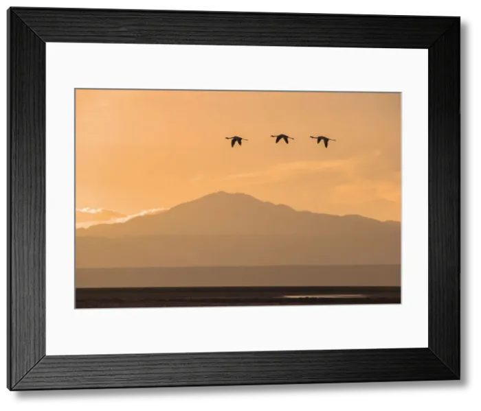 Framed Print : Flamingo. Laguna de Chaxa, Reserva Nacional Los Flamencos