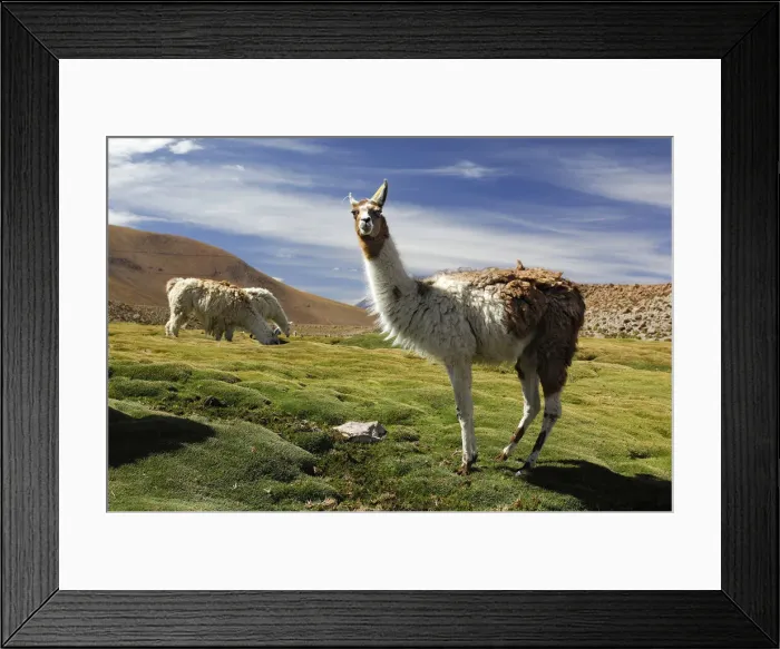 Framed Print : Chile. South America, Chile, Altiplano, Autofagasta Framed Print : Chile. South America, Chile, Altiplano, Autofagasta