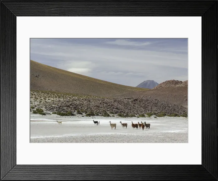 Framed Print : Altiplano. South America, Chile, Altiplano, Autofagasta