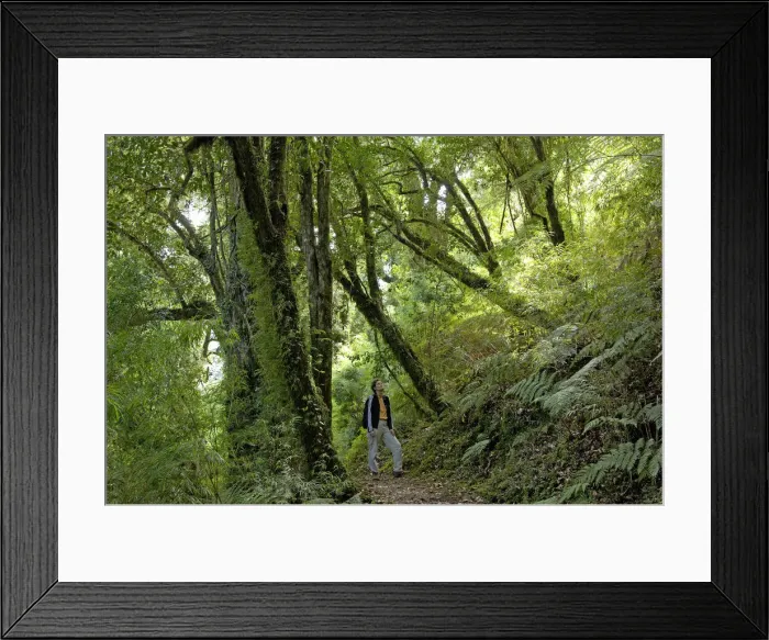 Framed Print : Patagonia Forest