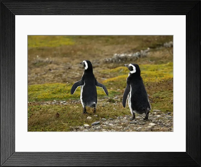 Framed Print : Penguin. South America; Chile; Patagonia; Magallanes Framed Print : Penguin. South America; Chile; Patagonia; Magallanes