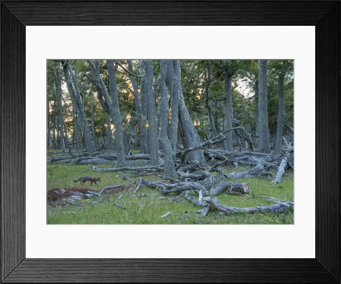 Framed Print : Tierra del Fuego