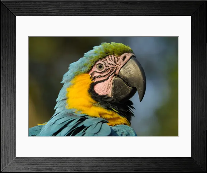 Framed Print : Macaw. South America, Colombia, , Department Huila, San Agustin, Blue and Yellow Macaw Framed Print : Macaw. South America, Colombia, , Department Huila, San Agustin, Blue and Yellow Macaw