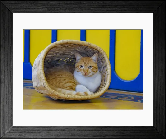 Framed Print : Cat sitting in basket, Coffee Plantation Finca Combia Framed Print : Cat sitting in basket, Coffee Plantation Finca Combia