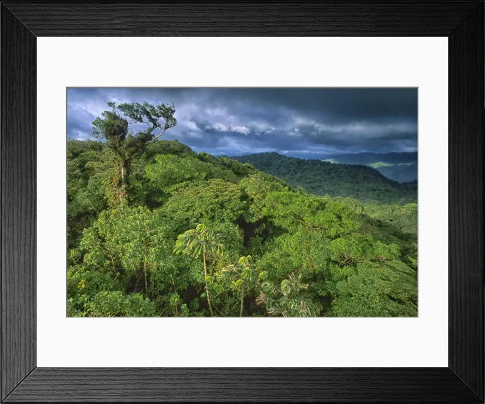 Framed Print : Forest Reserve Framed Print : Forest Reserve