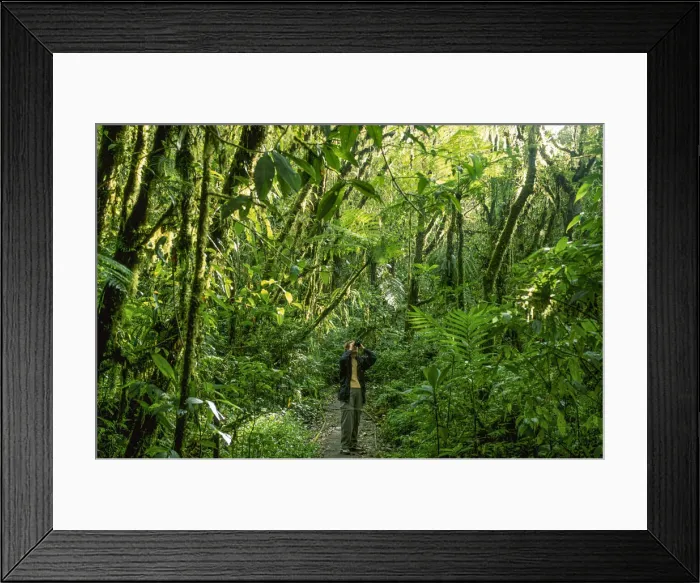Framed Print : Cloud Forest