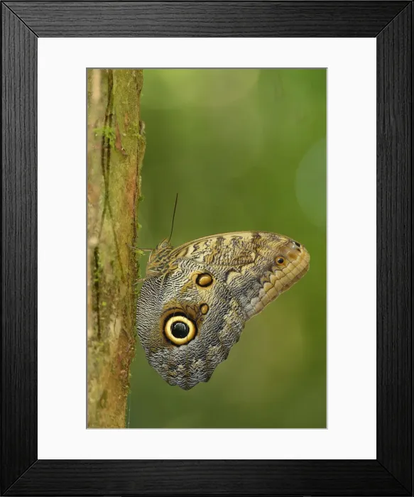 Framed Print : Owl butterfly