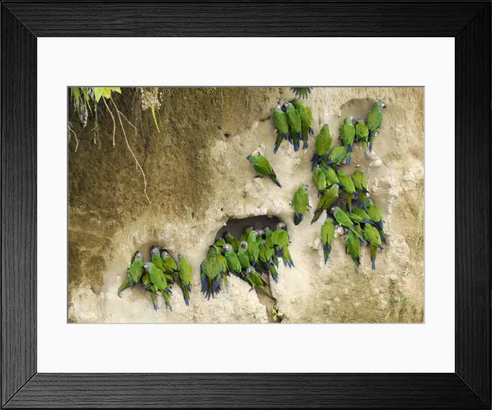 Framed Print : Clay Lick. South America, Amazon, Ecuador, Napo Wildlife Center; Yasuni