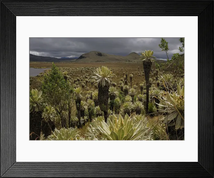 Framed Print : Ecuador. South America, Ecuador, Andes, La Laguna del voladero; Frailejones