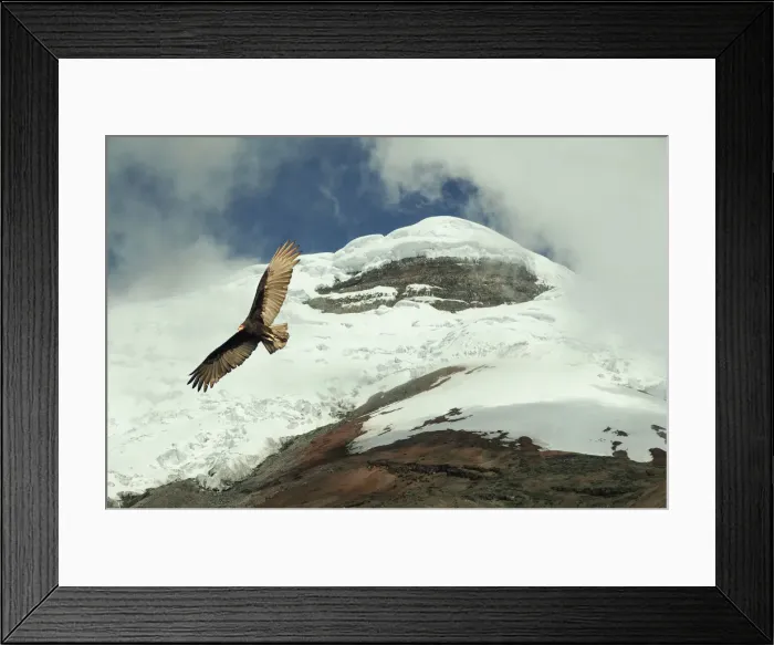 Framed Print : Volcano. Vulture and Cotopaxi Volcano, Cotopaxi National Park, Andes Mountains, Ecuador