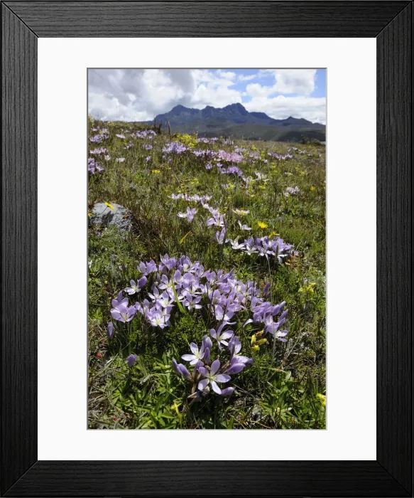 Framed Print : Cotopaxi. South America; Andes; Ecuador; Cotopaxi National Park; near Cotopaxi Framed Print : Cotopaxi. South America; Andes; Ecuador; Cotopaxi National Park; near Cotopaxi