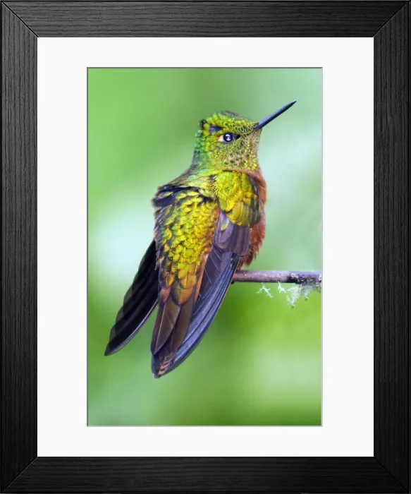 Framed Print : Hummingbird
