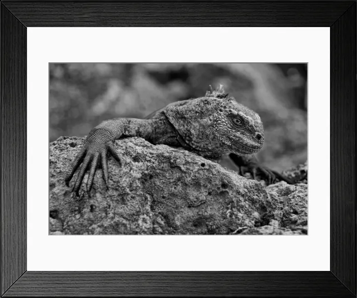 Framed Print : Galapagos. South America, Ecuador, Pacific, Galapagos Islands Framed Print : Galapagos. South America, Ecuador, Pacific, Galapagos Islands
