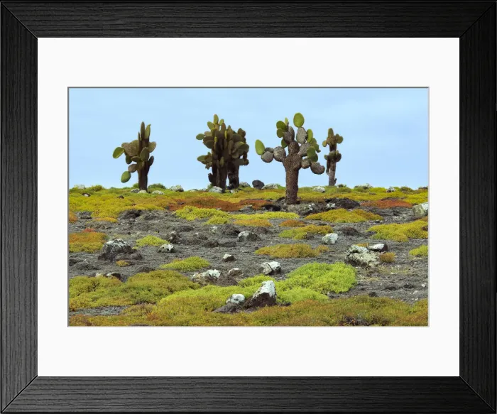 Framed Print : Galapagos. South America; Ecuador; Galapagos Islands; UNESCO; World Heritage;