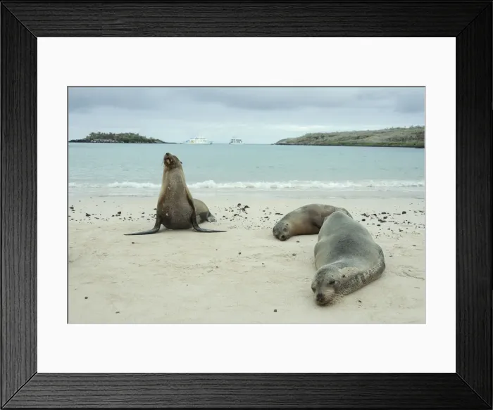 Framed Print : Galapagos. South America, Ecuador, Pacific, Galapagos Islands