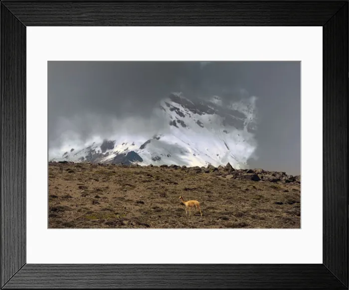 Framed Print : Vivuna. South America; Ecuador; Andes; Highland; Chimborazo Volcano, Vicuna