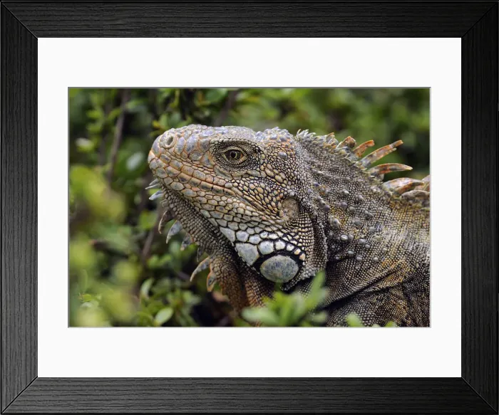 Framed Print : Iguana. South America, Ecuador, Guayaquil, Parque Seminario, Iguana