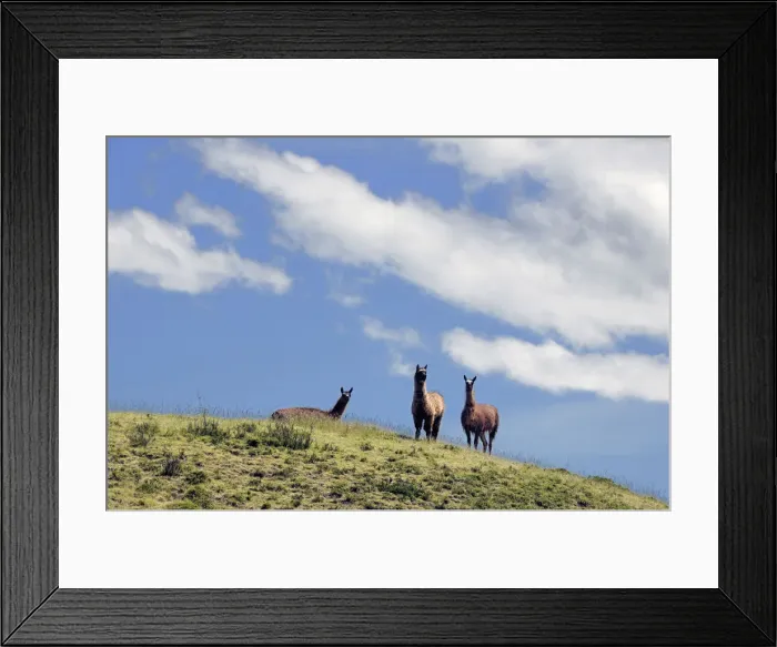Framed Print : Llama. Ecuador, Andes Mountains, Llama, Piramides de Cochasqui Framed Print : Llama. Ecuador, Andes Mountains, Llama, Piramides de Cochasqui