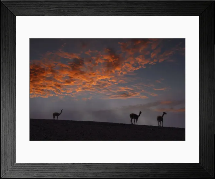 Framed Print : Vicuna. Ecuador, Andes, Chimborazo Volcano; Vicunas (m)