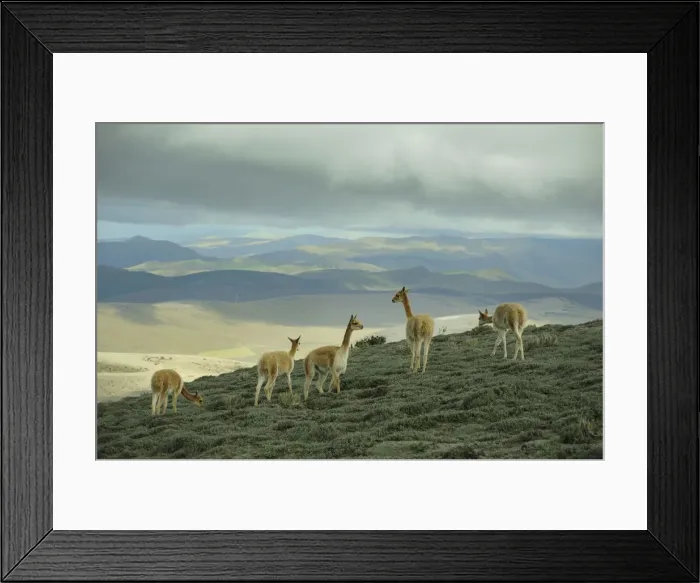 Framed Print : Vicuna. Ecuador, Andes, Chimborazo Volcano; Vicunas