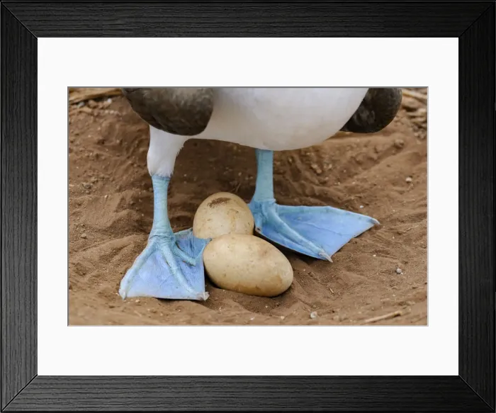 Framed Print : Boobie. South America, Ecuador, Guayaquil, Galapagos Islands
