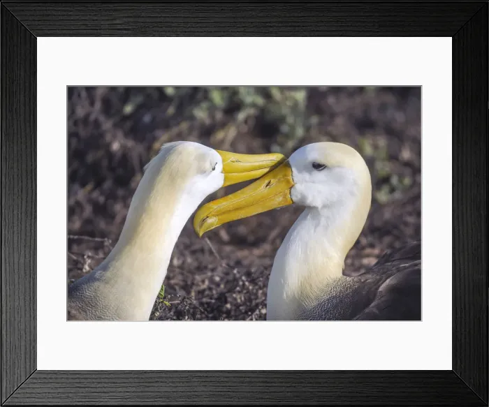 Framed Print : Albatros. Waved Albatross (Diomedea irrorata)