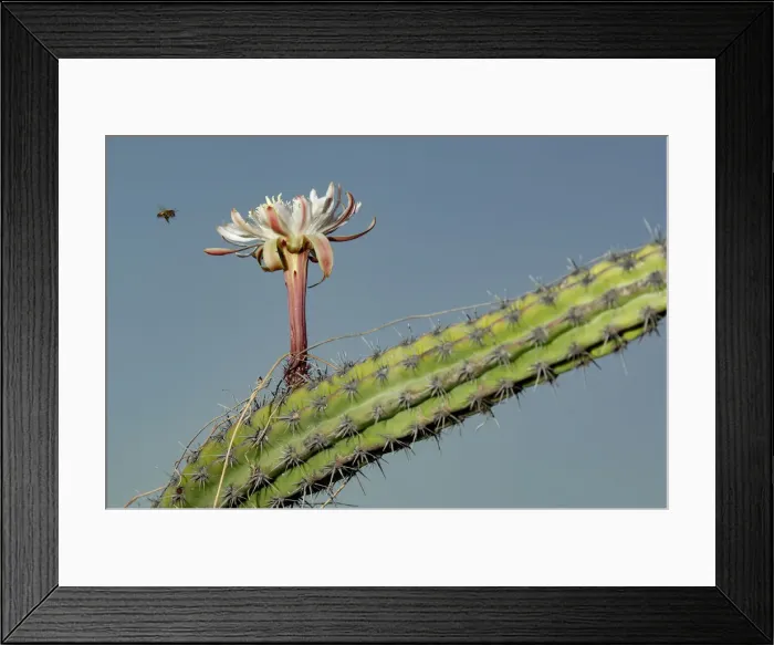Framed Print : Sour pitaya Framed Print : Sour pitaya