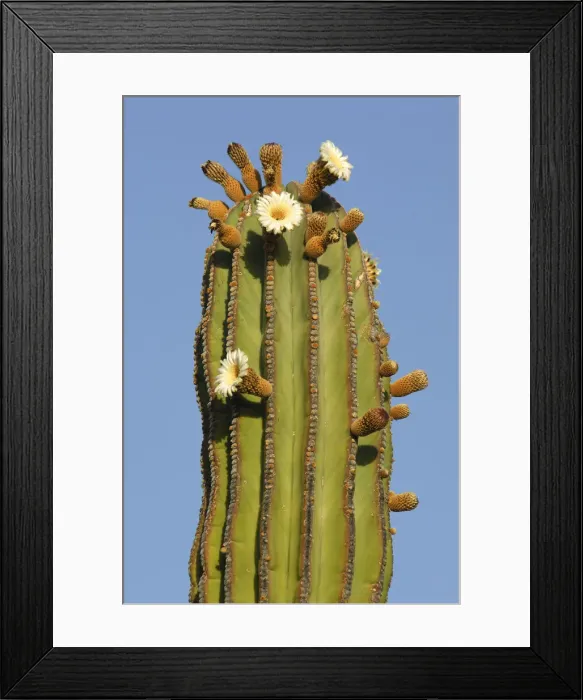 Framed Print : Cardon Cactus Framed Print : Cardon Cactus
