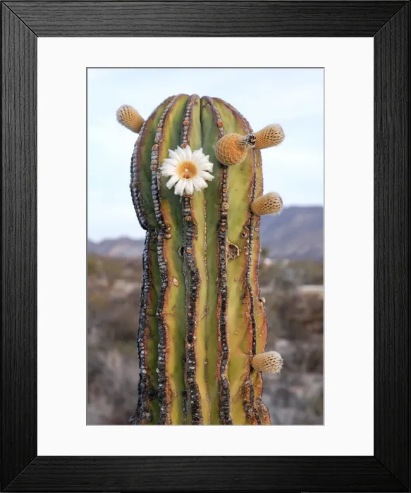 Framed Print : Cardon Cactus