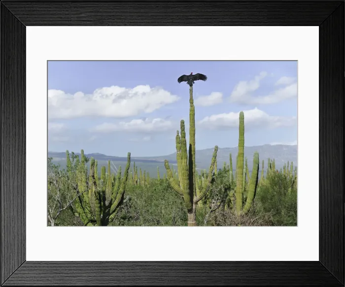 Framed Print : Baja. Vultures on Cardon cactus (Pachycereus pringlei)