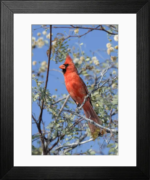 Framed Print : Cardinal. North America, Mexico, Baja California Sur