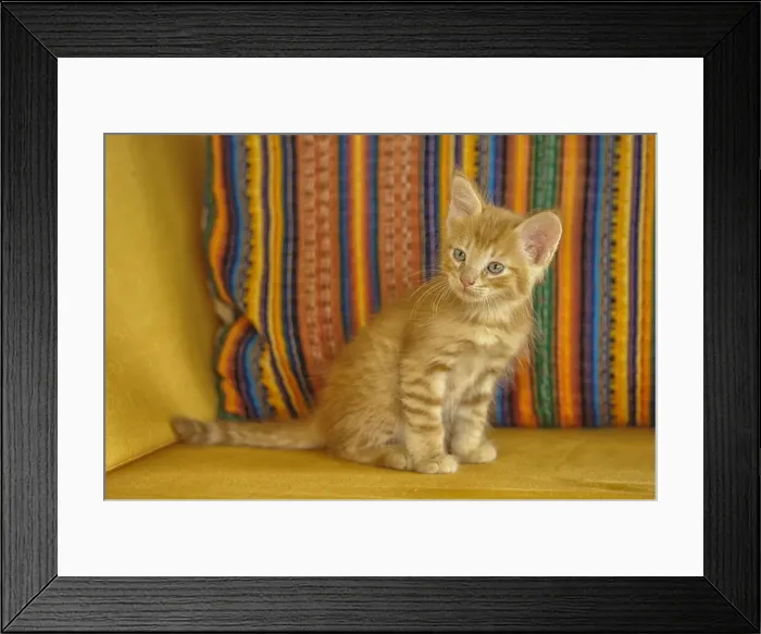 Framed Print : Mexico. North America; Mexico; Baja California Sur; El Sargento; cat