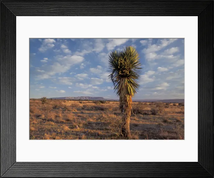 Framed Print : Durango. Yucca cactus, Sierra los Altos de Santa Isobel near Durango