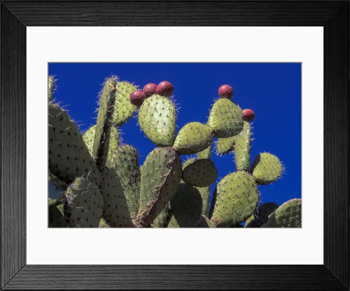 Framed Print : Nopal. Mexico; Jaliscio; Lagos de Moreno; Hacienda Sepulveda