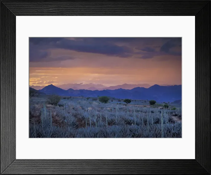 Framed Print : Agave Field