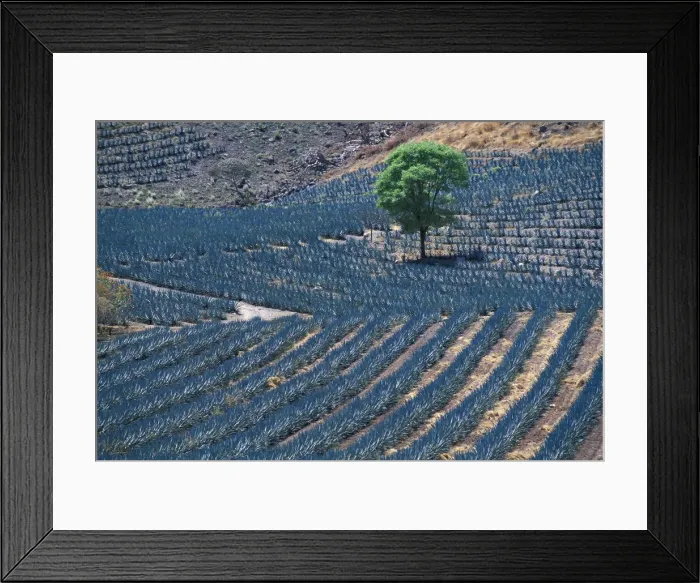 Framed Print : Tequila. Mexico; Jaliscio; Tequila, Mexican, Agave field
