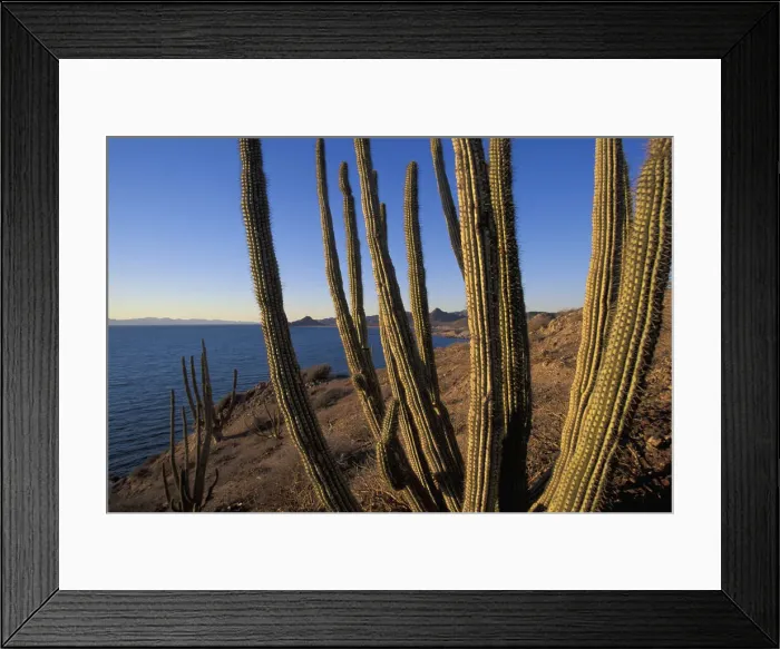 Framed Print : Sonora. Mexico, Gulf of California, Sonora, Sea of Cortez
