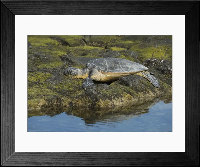 Framed Print : Big Island