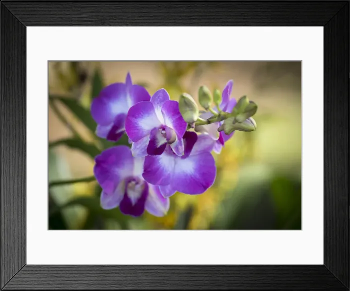 Framed Print : Big Island