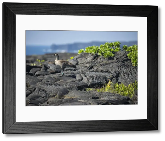 Framed Print : Big Island