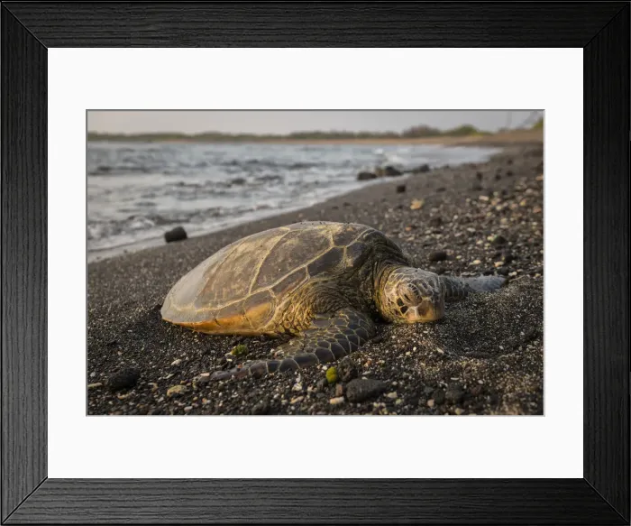 Framed Print : Big Island