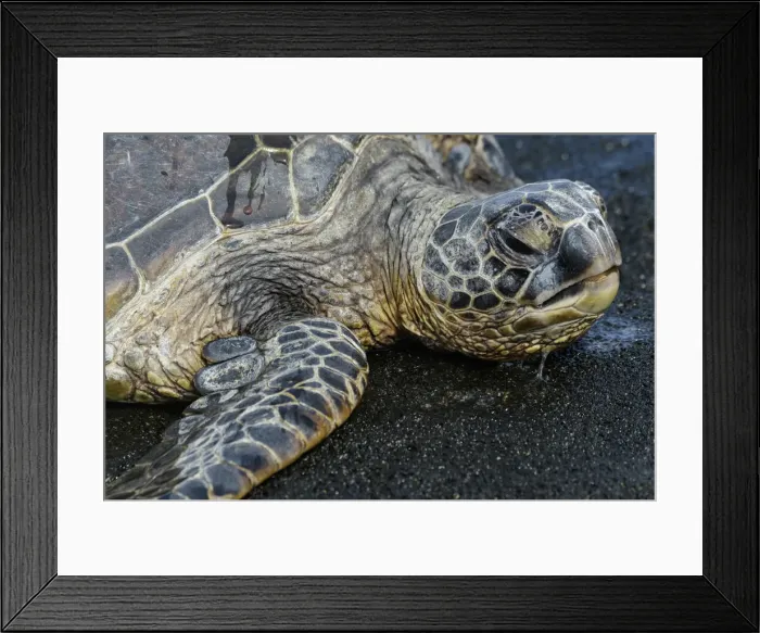 Framed Print : Hawaii. South Pacific, USA, Hawaii, Hawaiian, Island, Big Island, Green Sea Turtle
