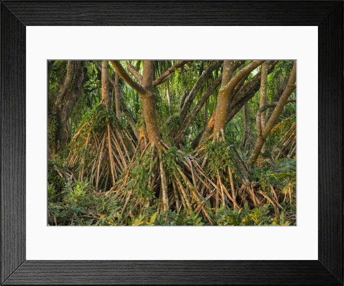 Framed Print : Big Island