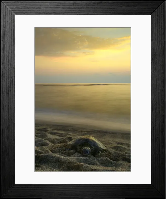 Framed Print : Hawaii. South Pacific, USA, Hawaii, Hawaiian, Big Island