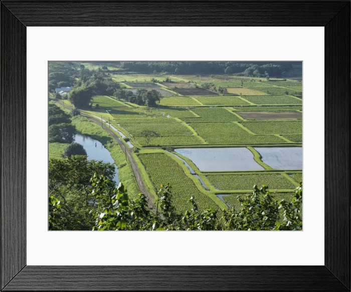 Framed Print : Kauai. USA, Hawaii, Island, Kauai, Princeville, Kilauea Point viewpoint Framed Print : Kauai. USA, Hawaii, Island, Kauai, Princeville, Kilauea Point viewpoint