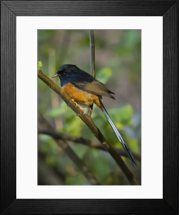 Framed Print : Kauai. USA, Hawaii, Kauai, Hanalei, Na Pali Coast, bird