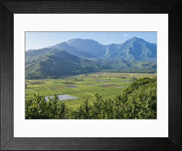 Framed Print : Kauai. USA, Hawaii, Island, Kauai, Princeville, Taro, field, Kilauea Point viewpoint Framed Print : Kauai. USA, Hawaii, Island, Kauai, Princeville, Taro, field, Kilauea Point viewpoint
