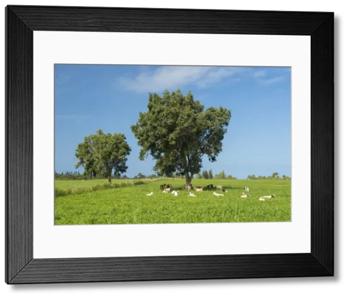 Framed Print : Kauai. USA, South Pacific, Hawaii, Kauai, Kilauea Framed Print : Kauai. USA, South Pacific, Hawaii, Kauai, Kilauea