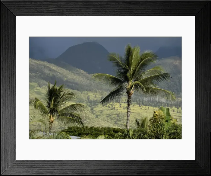 Framed Print : Maui. USA, Hawaii, Maui, palm trees and mountain